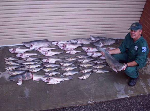 Restaurant owner fined for black market cod